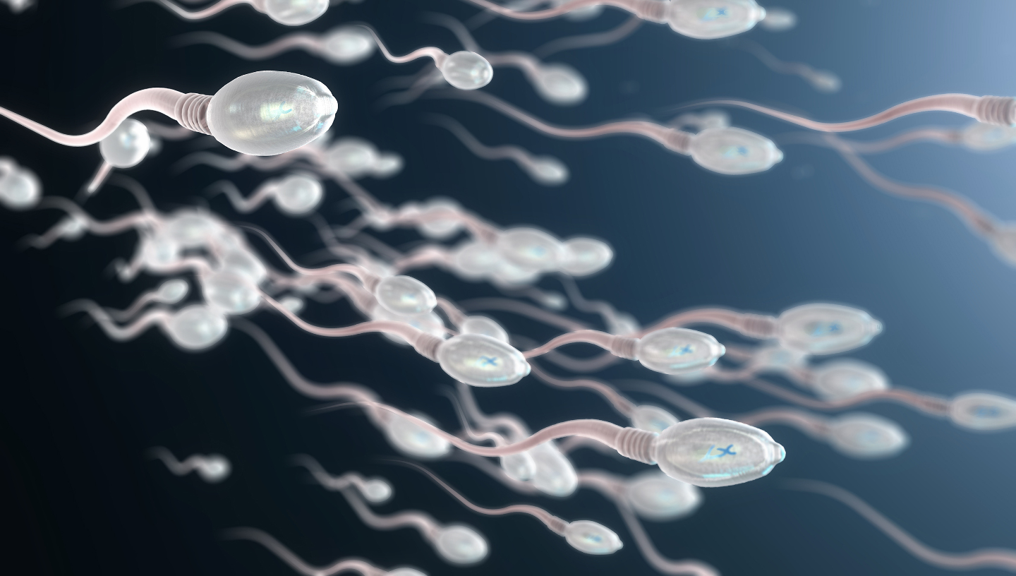 сперматозоиды