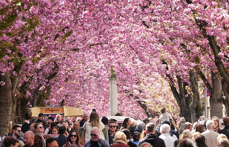 Germany Cherry Blossoms