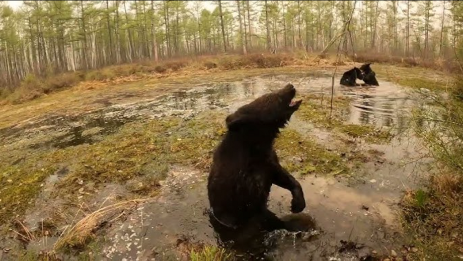 Васюганские болота: бесконечные топи в Сибири