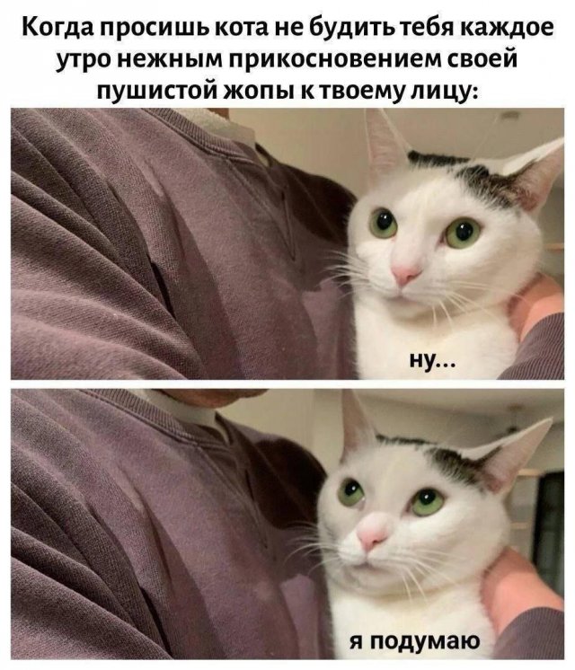 Смешные мемы - 30.06.2026