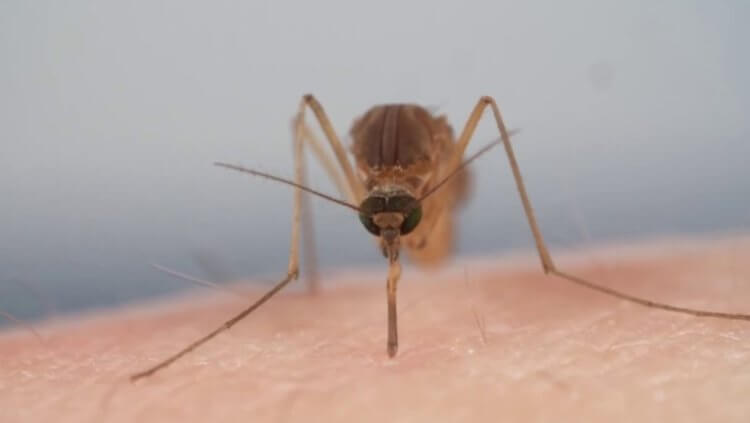 Зачем комары пьют кровь? / В мире животных / magSpace.ru