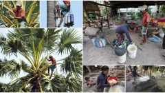 Сбор сока для производства пальмового сахара: тяжелая и непривлекательная работа для камбоджийцев