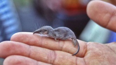 Самые маленькие млекопитающие в мире, некоторые из которых не больше человеческого ногтя