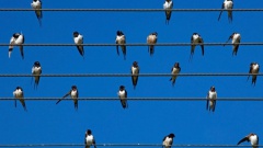 Почему птиц на высоковольтных проводах не ударяет током