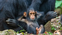 Самые смешные снимки животных в дикой природе фотоконкурса Comedy Wildlife Photography Awards