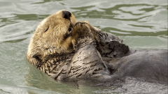 Работы финалистов конкурса юмористической фотографии животных Comedy Wildlife Photography Awards 2024