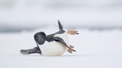 Победители конкурса на лучшие фотографии птиц Bird Photographer of the Year 2024