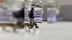 Служебный пёс узнал своего первого хозяина и моментально растаял