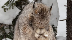 Североамериканская рысь