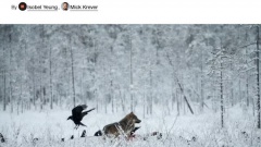 CNN: Российские волки перешли границу для атаки на Лапландию