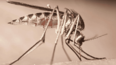 Как хоботок комара и 3D-печать изменят медицину и промышленность будущего