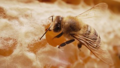 Тайная жизнь улья: как пчелы переживают зиму