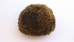 Ледниковые мыши: что это за существа и почему они катятся по ледникам