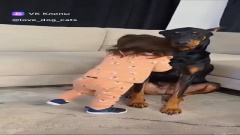 Дети и собакены