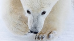 Фотограф дикой природы года 2026