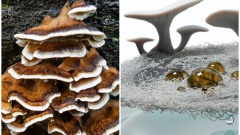 Как учёные «вырастили» водонепроницаемое покрытие из грибов и какова его судьба в дальнейшем