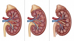 «Без лечения может наступить кома»: учёный — о работе, заболеваниях и пересадке почек