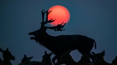 Победители открытого конкурса Sony World Photography Awards 2026