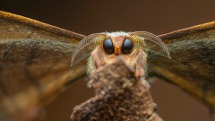 Победители конкурса «Фотограф года в жанре макросъемки 2025»