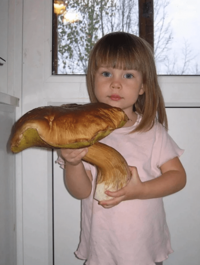 Гриб-гигант