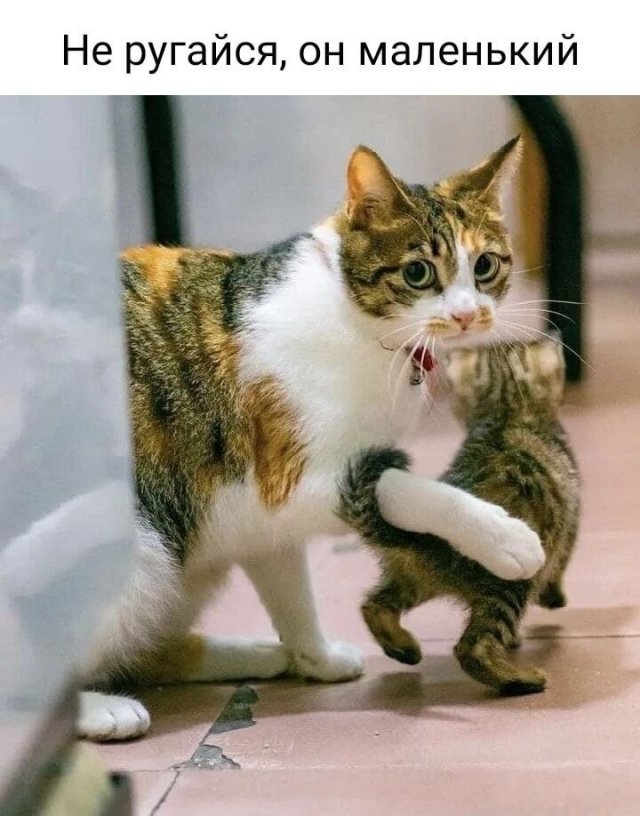Смешные мемы - 03.08.2026