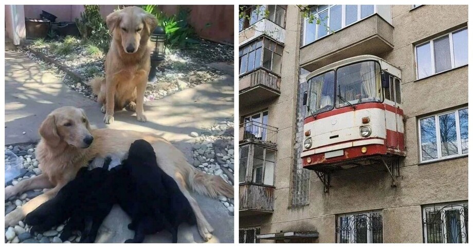 30 фото, после просмотра которых логика уйдёт в отпуск (а Цезарь на кухню) 30 фото, после просмотра которых логика уйдёт в отпуск (а Цезарь на кухню)