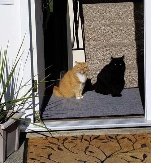 21. Кот наоборот