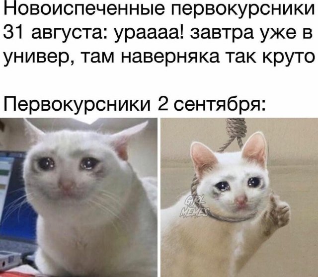 Лучшие шутки и мемы про школу