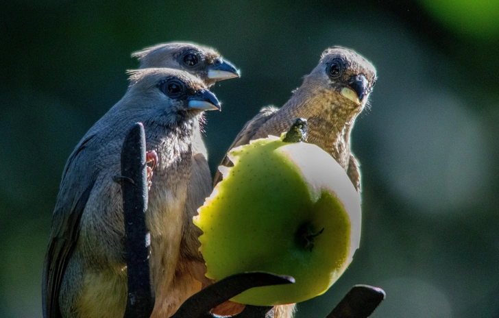 Источник: Richard van der Spuy/Shutterstock/Fotodom.ru