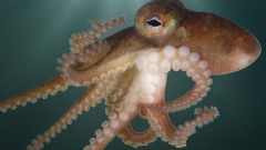 Самый крошечный осьминог на Земле и его удивительные способности